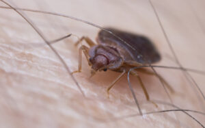 Bedbug